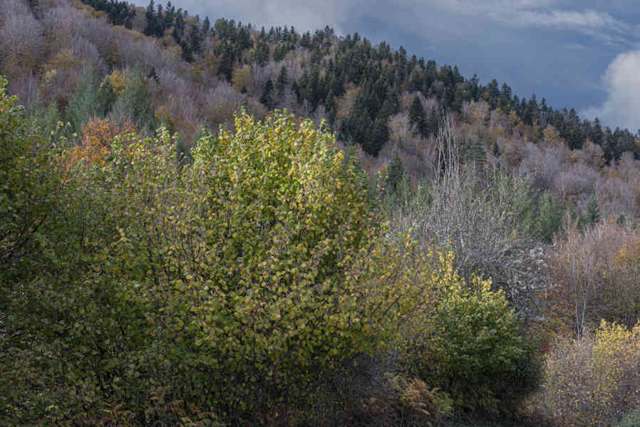 Comunidad Foral de Navarra 085 - Selva de Irati.jpg